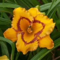 RitaBeesGardens thumbnail