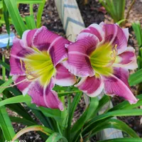 RitaBeesGardens thumbnail