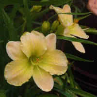 RitaBeesGardens thumbnail