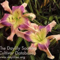 RitaBeesGardens thumbnail