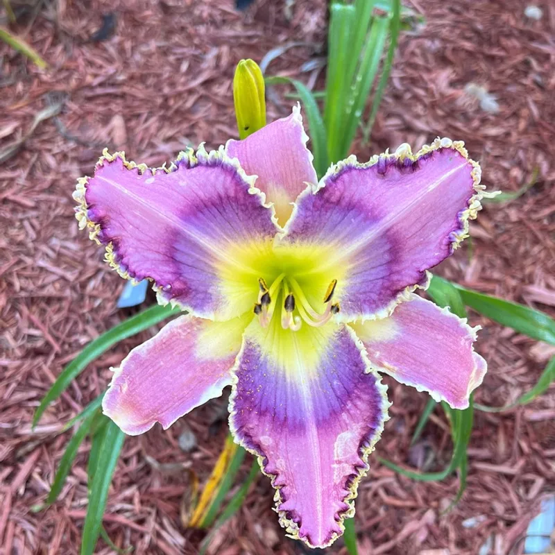 Parade of Fangs daylily bloom