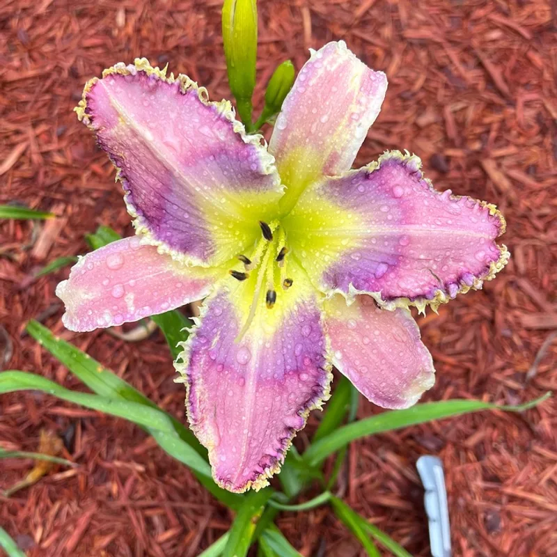 Parade of Fangs from Graceful Petals Daylilies