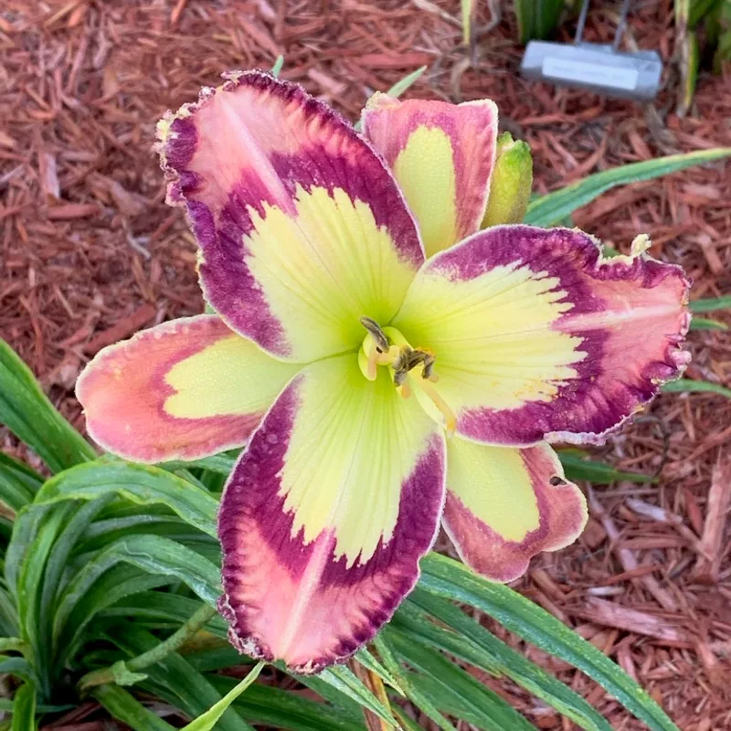 Outermost Applique from Graceful Petals Daylilies