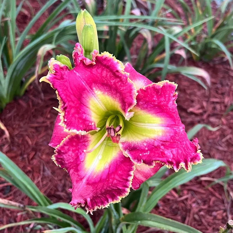 Electric Ballet daylily bloom