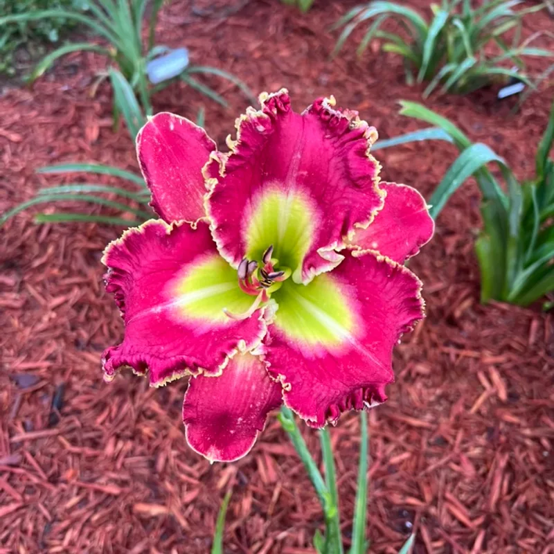 Electric Ballet from Graceful Petals Daylilies