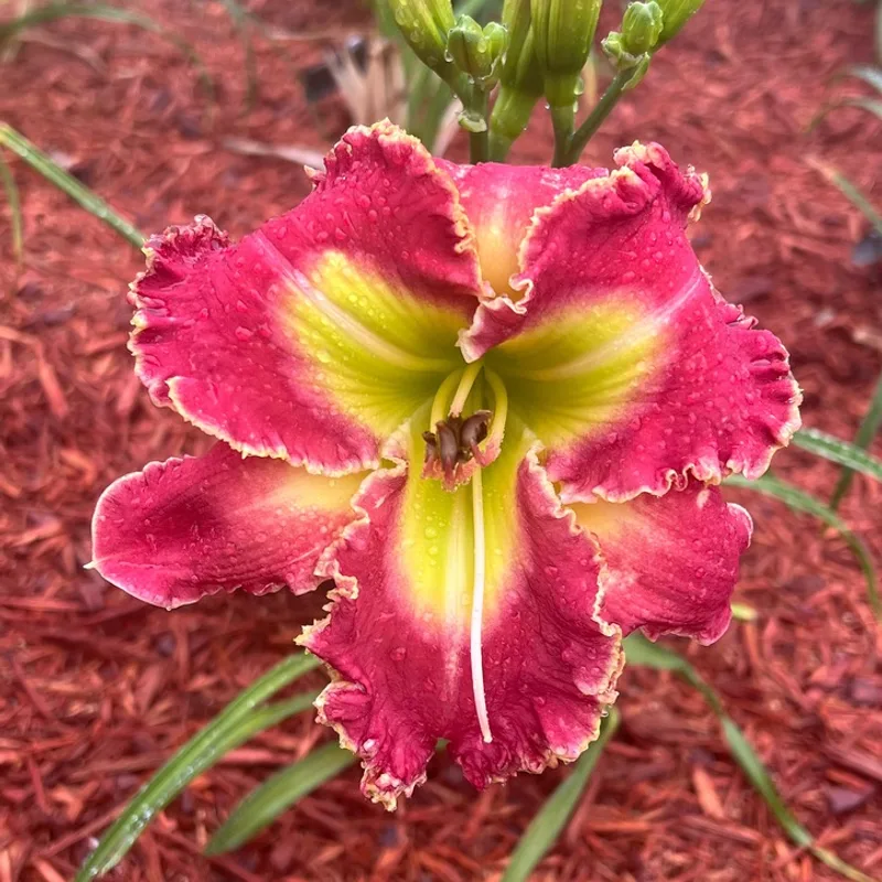Electric Ballet from Graceful Petals Daylilies