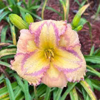 Louisiana Morning thumbnail