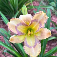 Louisiana Morning thumbnail