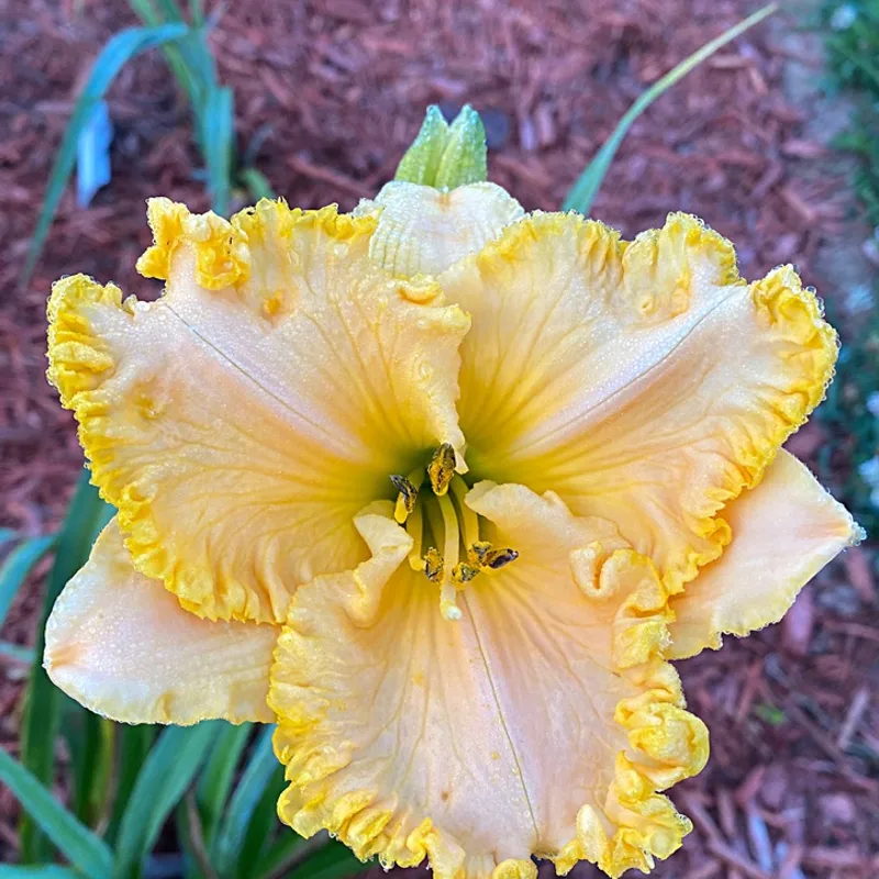 Georgia Sunrise from Graceful Petals Daylilies