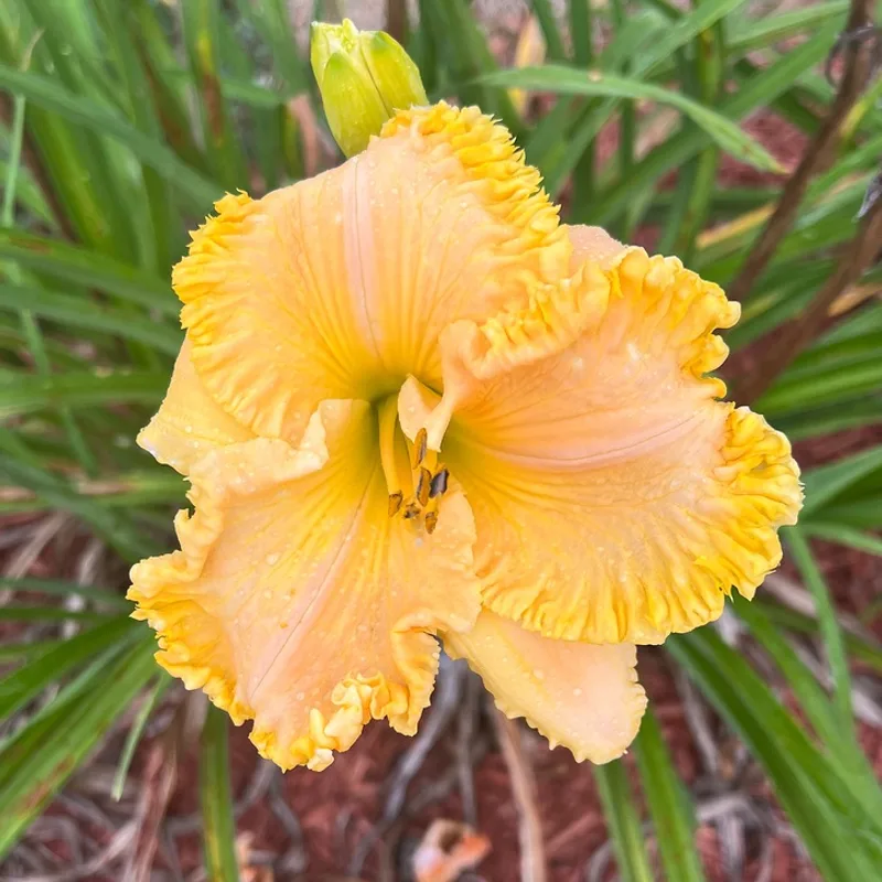 Georgia Sunrise from Graceful Petals Daylilies
