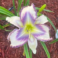 Destined to See  catalog image