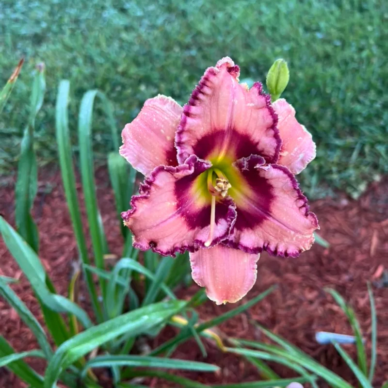 Frilled to Death from Graceful Petals Daylilies