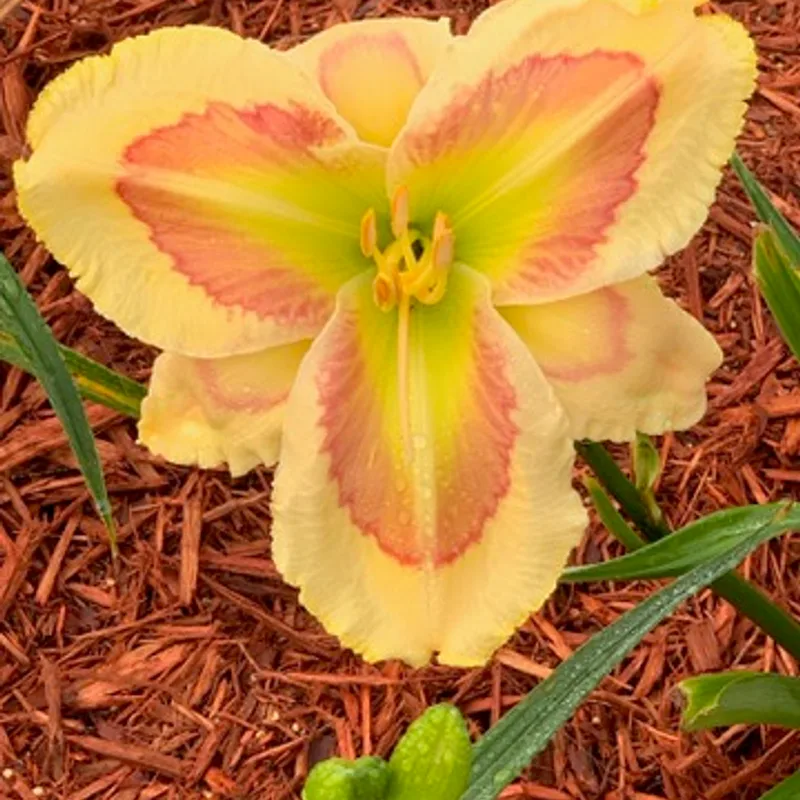 Pleasing Panache from Graceful Petals Daylilies