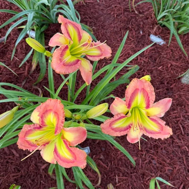My Favorite Martian from Graceful Petals Daylilies