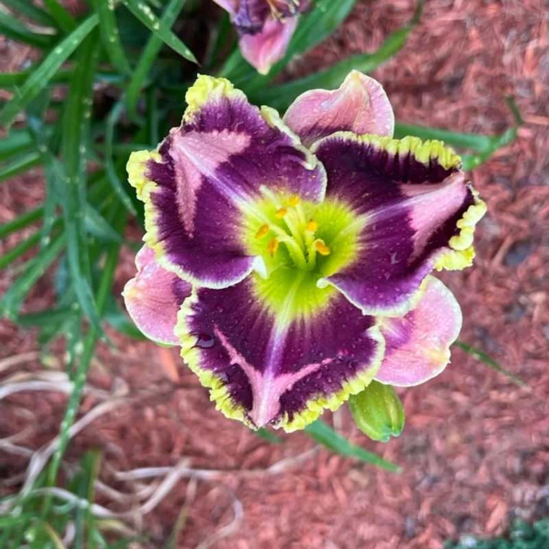 Dueling Colors from Graceful Petals Daylilies