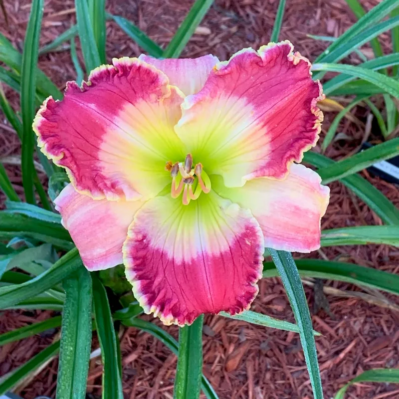 Watermelon Summer from Graceful Petals Daylilies