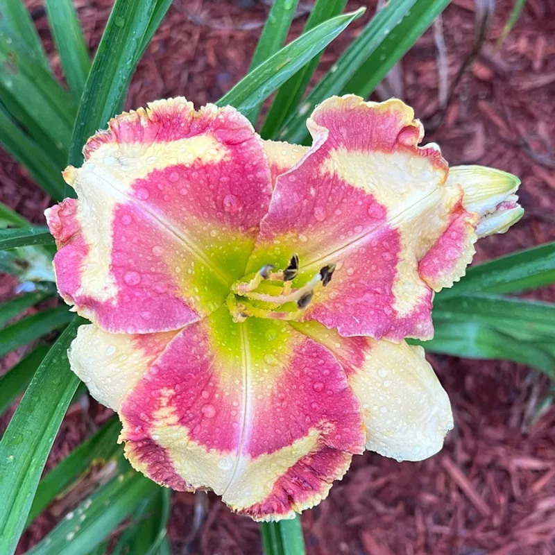 I Can't Stop from Graceful Petals Daylilies