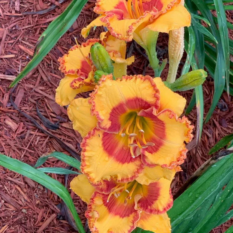 Spiced Custard from Graceful Petals Daylilies
