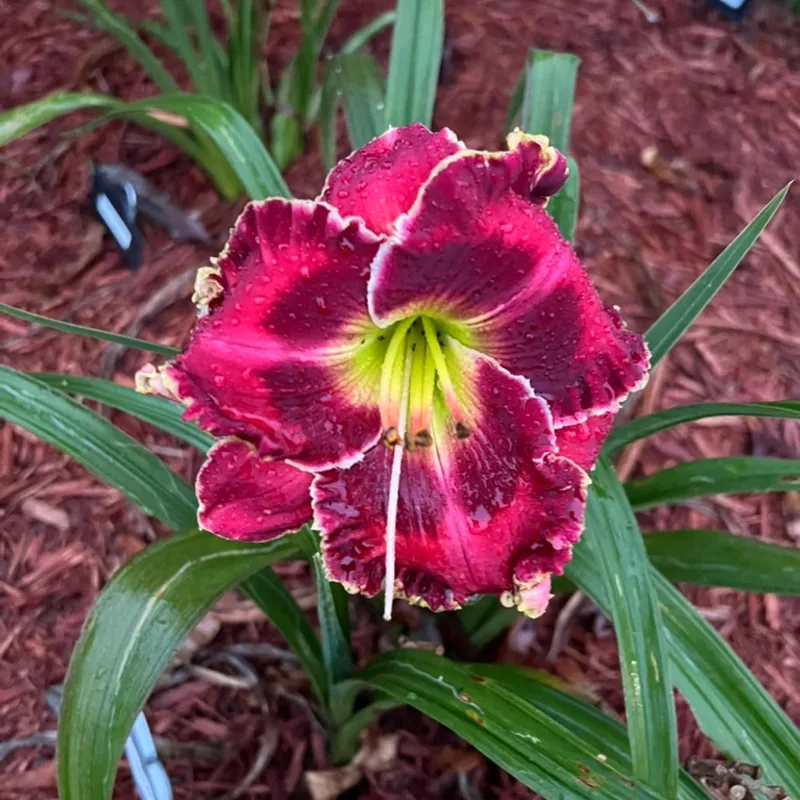 Crimson Dragon  from Graceful Petals Daylilies