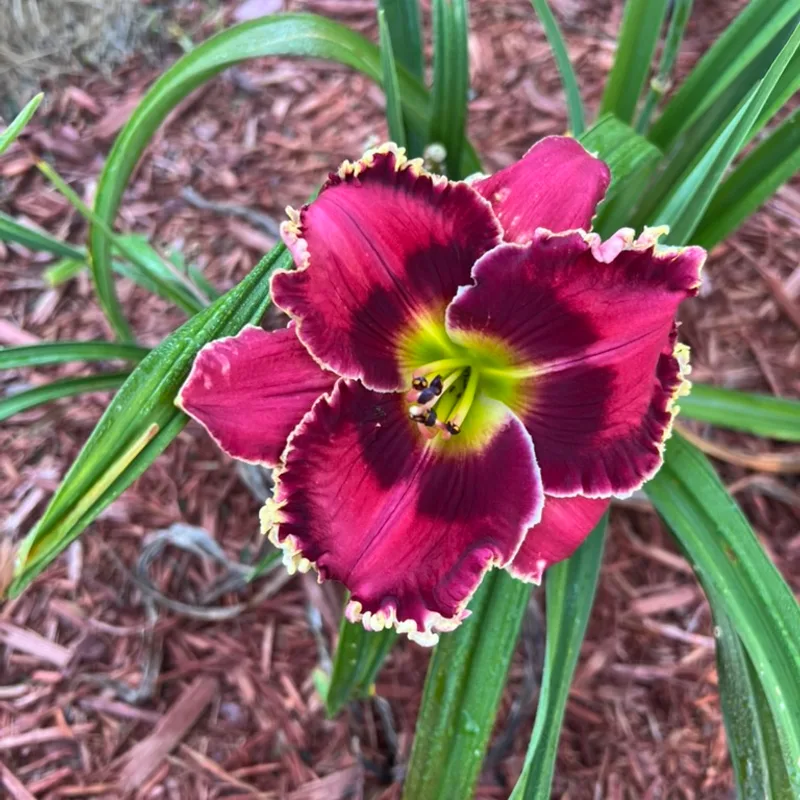 Crimson Dragon  from Graceful Petals Daylilies