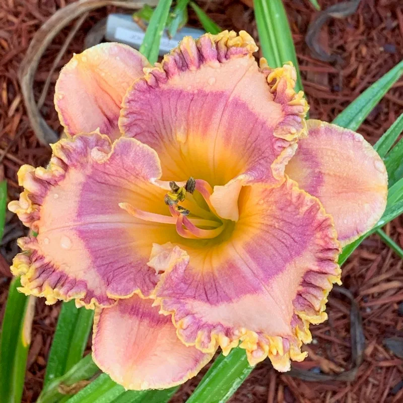 Sapphire Summer from Graceful Petals Daylilies