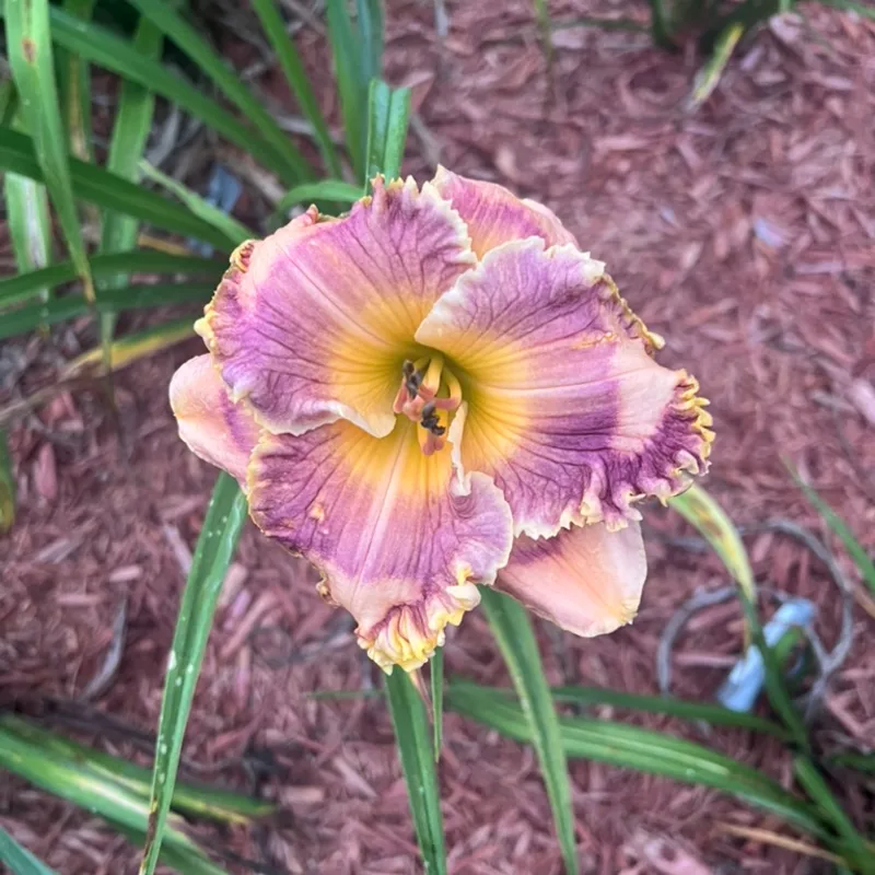 Sapphire Summer from Graceful Petals Daylilies