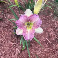 Georgia Passion thumbnail