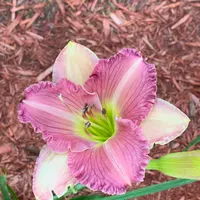 Georgia Passion thumbnail