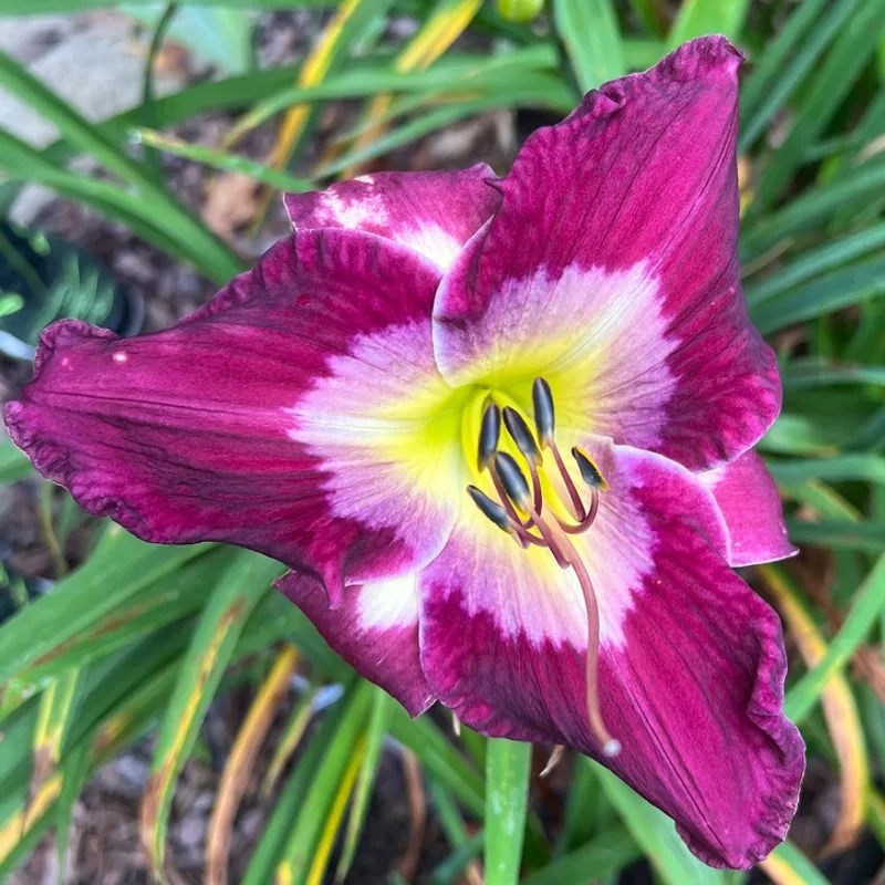 Donna's Passion daylily bloom