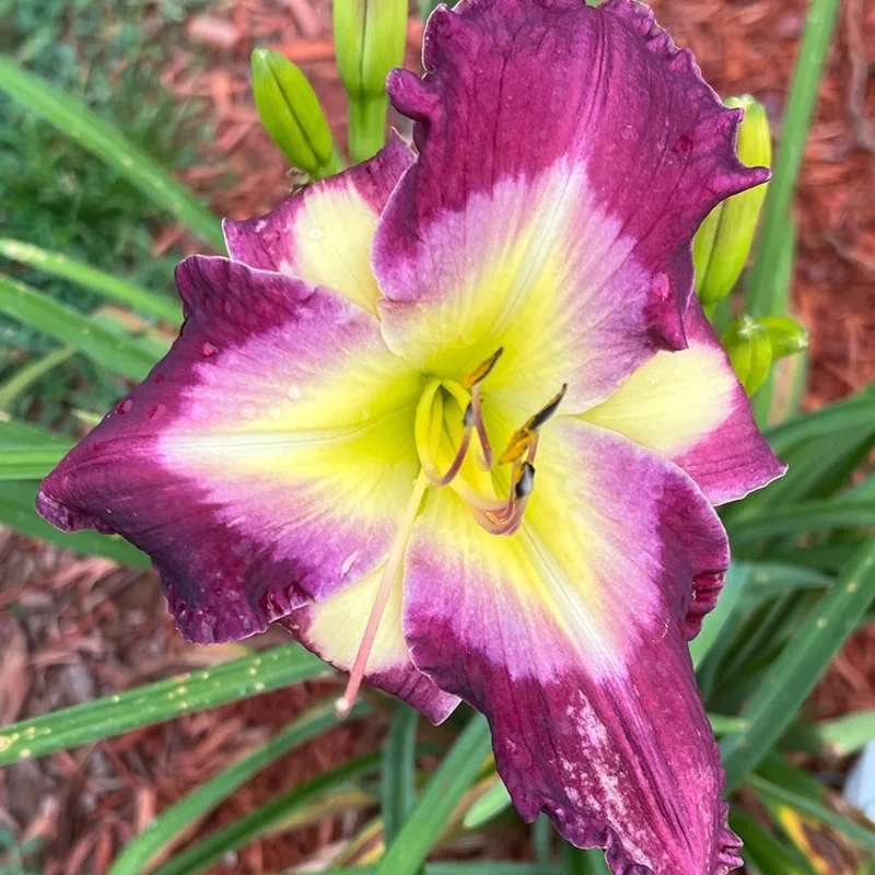 Donna's Passion from Graceful Petals Daylilies
