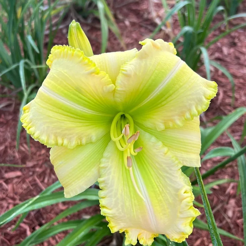 Killer Green Bananas daylily bloom