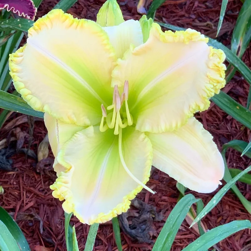 Killer Green Bananas from Graceful Petals Daylilies