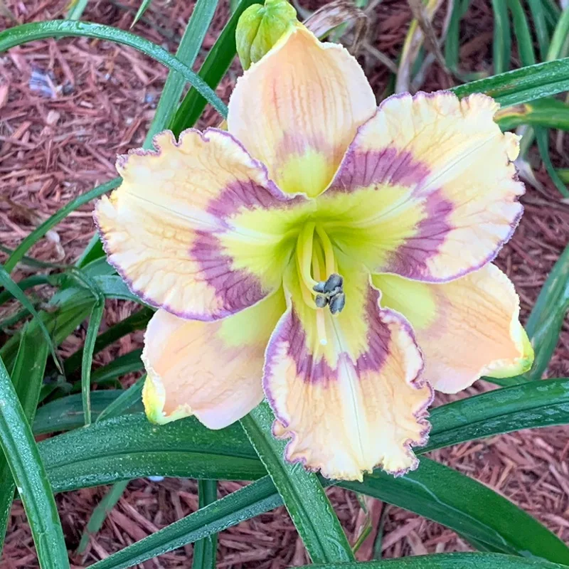 Irish Bow daylily bloom