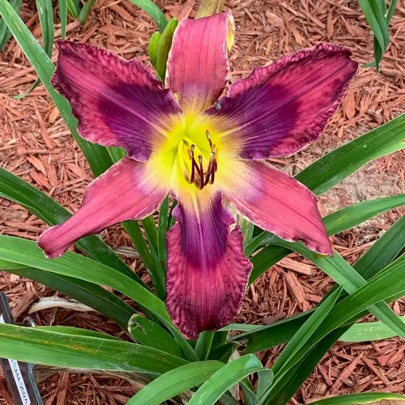 Toucan Sam from Graceful Petals Daylilies