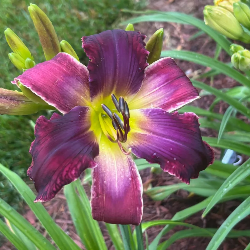 Toucan Sam daylily bloom