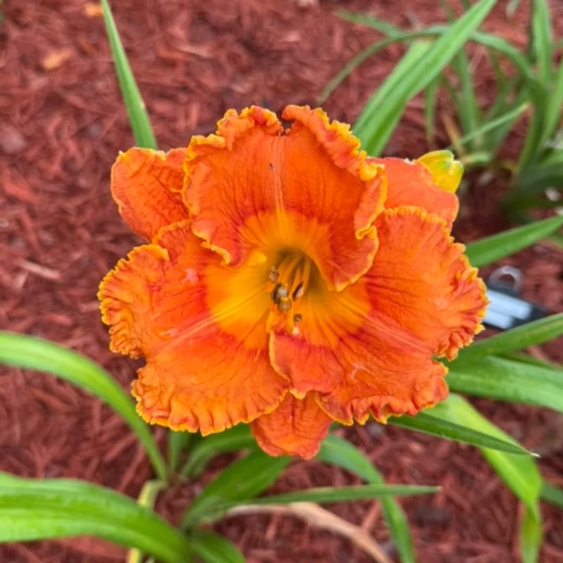 Sun Scream  from Graceful Petals Daylilies