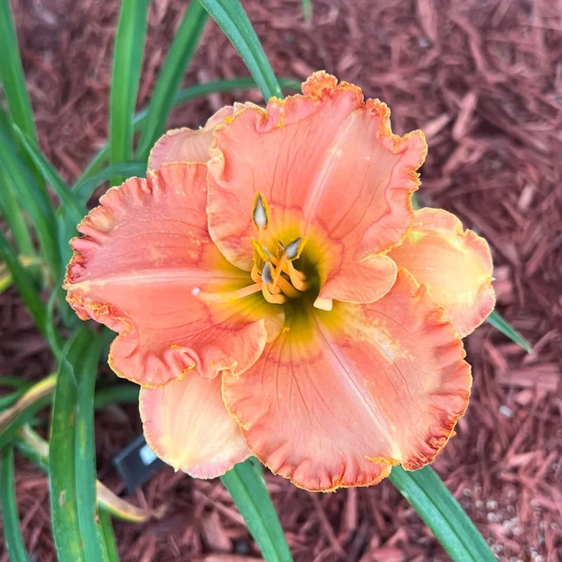 Ethel Buccola from Graceful Petals Daylilies