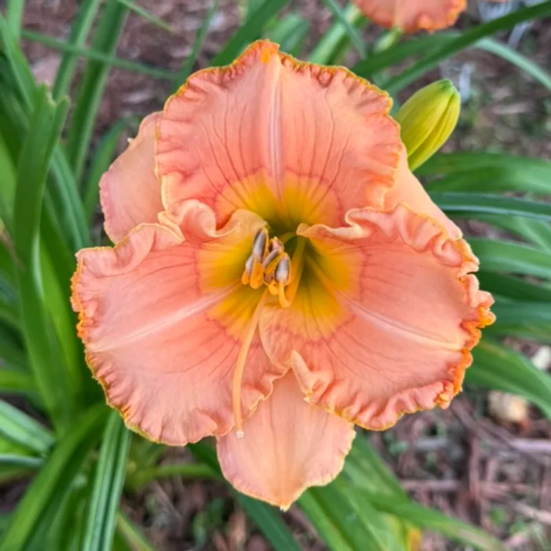 Ethel Buccola daylily bloom