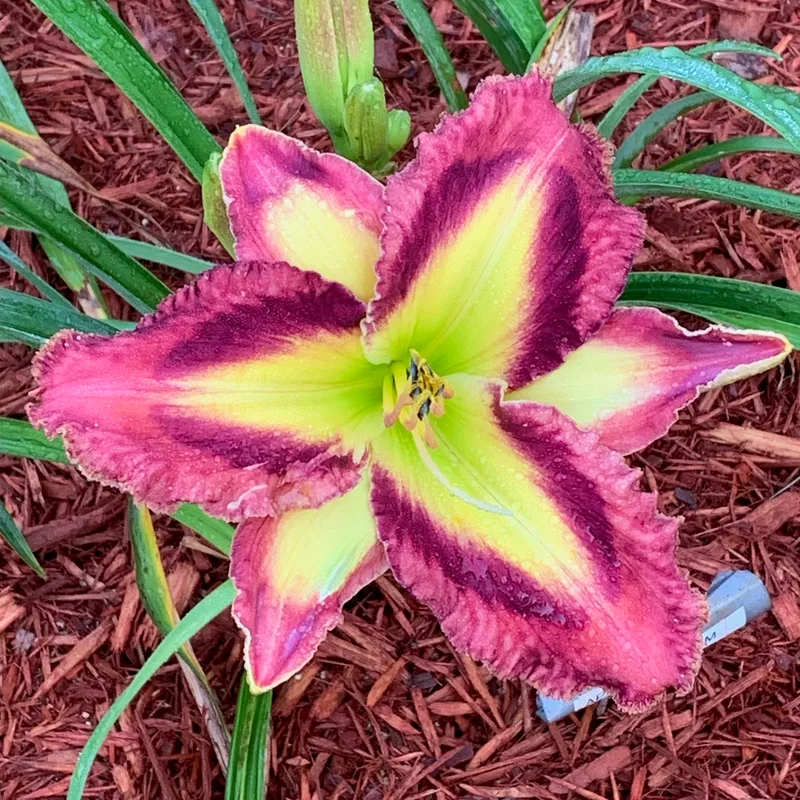 Appliqué Prism from Graceful Petals Daylilies