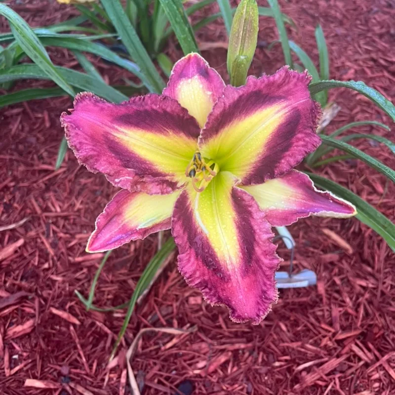 Appliqué Prism from Graceful Petals Daylilies