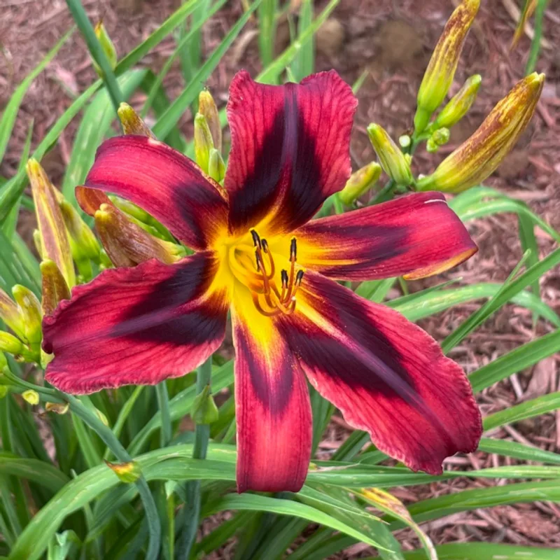 Heavenly Tiger Tails from Graceful Petals Daylilies