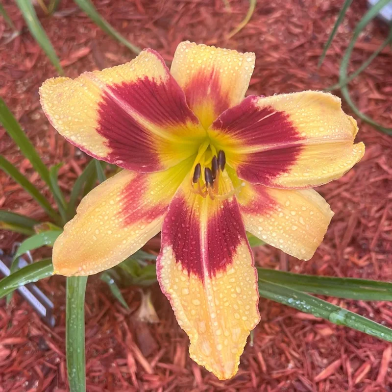 Spacecoast Red Eyed Monster from Graceful Petals Daylilies