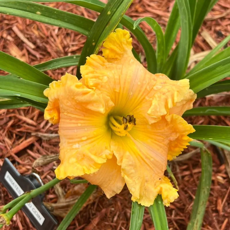 Pirate's Gold Coin from Graceful Petals Daylilies