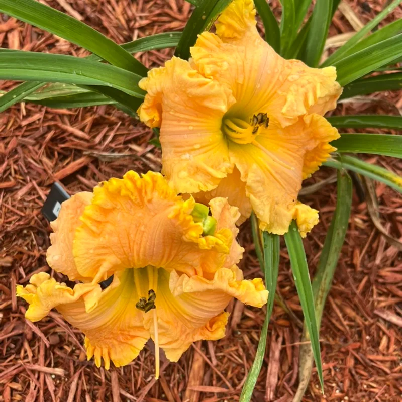 Pirate's Gold Coin from Graceful Petals Daylilies