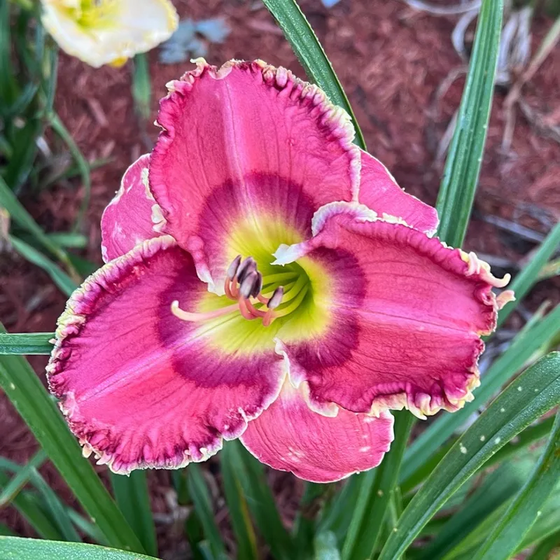Crown of Roses daylily bloom