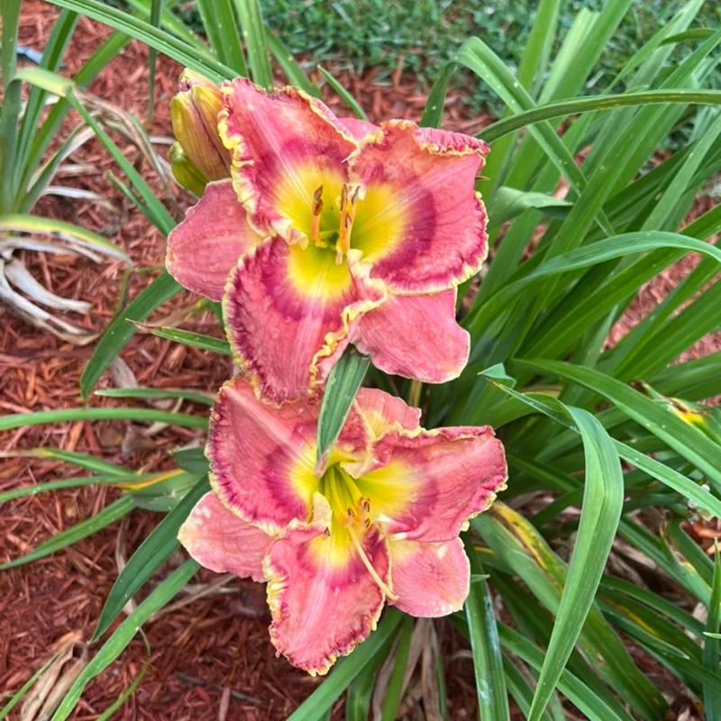 Crown of Roses  from Graceful Petals Daylilies