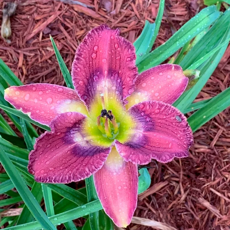 Totem and Taboo from Graceful Petals Daylilies