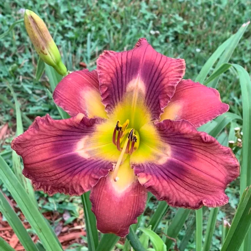 Totem and Taboo from Graceful Petals Daylilies