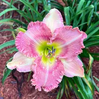 Dixie Debutante thumbnail