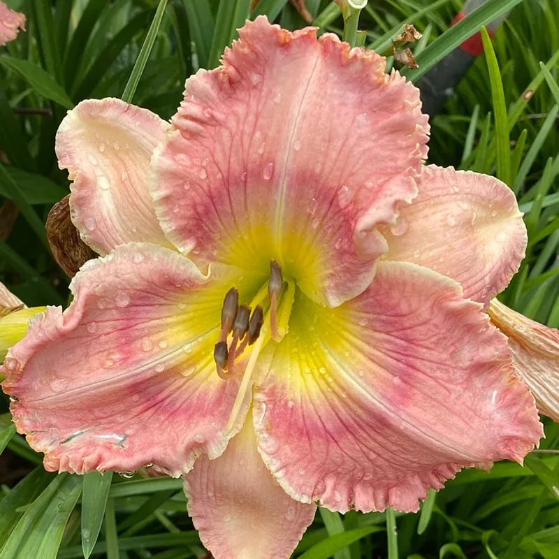 Dixie Debutante from Graceful Petals Daylilies